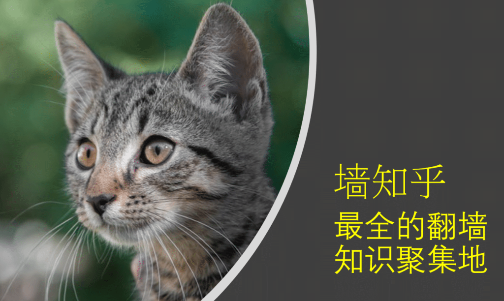 墙知乎 cat vpn 封面